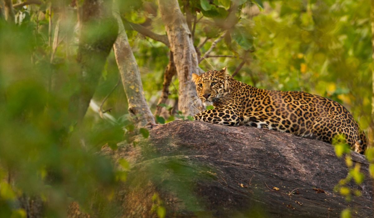 Pench National Park